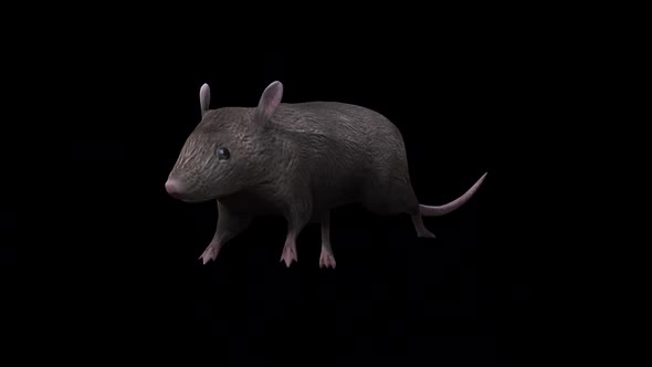 Brown Rat Run Front Side View alt