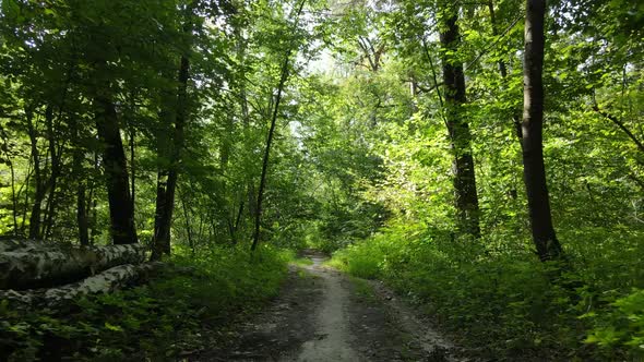 Natural Landscape in the Forest During the Day