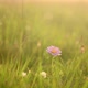 Wild flowers and grass close-up after the rain in the meadow in the sun - VideoHive Item for Sale