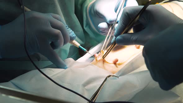 Surgical Operation of a Dog in a Veterinary Clinic