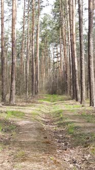 Vertical Video of a Road in the Forest Slow Motion