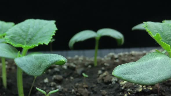 Camera Movement Past the Growing Young Shoots of Cucumber Seedlings, Macro Shooting, Hyper Laps