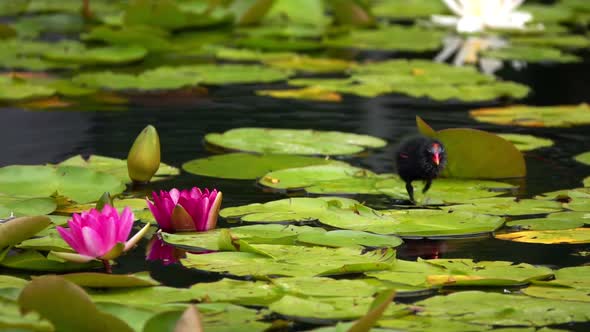 Lotus Flowers And Leaves On Water And Duck 9