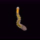 The Larva of the Polychaeta Worm Under a Microscope, of the Ophelliidae Family, Type Annelida - VideoHive Item for Sale