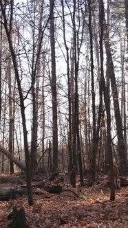 Vertical Video of a Beautiful Forest in the Afternoon Aerial View