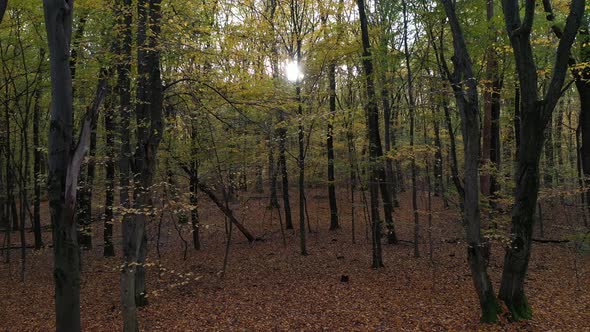 Autumn Forest and Leaves