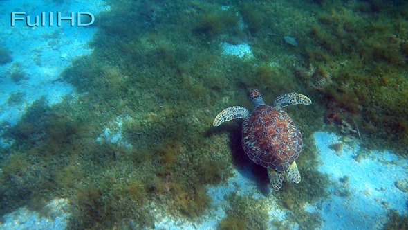 Turtle Under Water