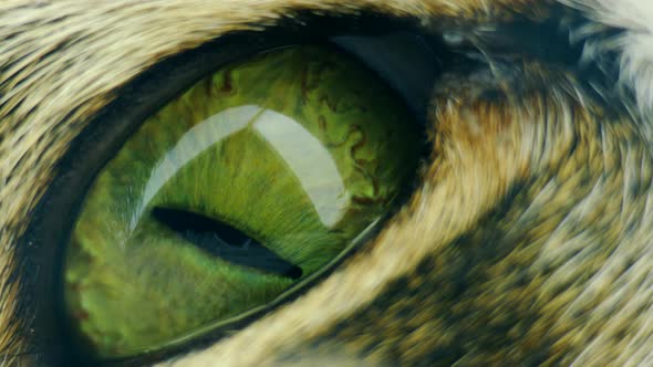 Сlose surveillance concept. Hypnotic green eye.