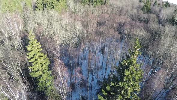 Bare birches and high green spruce trees in winter wood, aerial