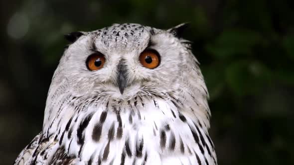 Close up portrait of Snowy owl rotating his head, also know as artic owl, polar owl or white owl