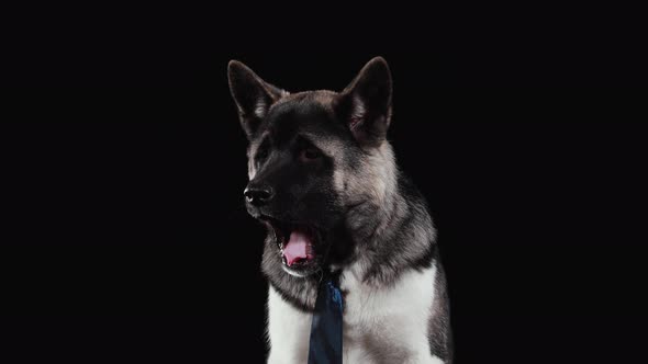 American Akita Sits in an Electric Blue Tie in the Studio on a Black Background. The Dog Yawns with