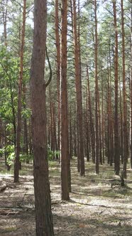 Vertical Video of Forest Landscape with Pine Trees in Summer Slow Motion