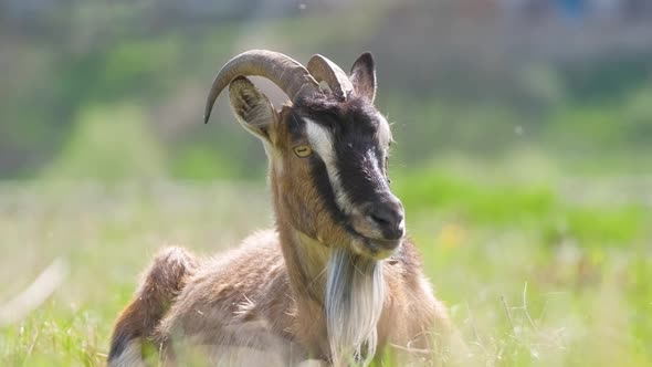 Domestic Milk Goat with Long Beard and Horns Resting on Green Pasture Grass on Summer Day