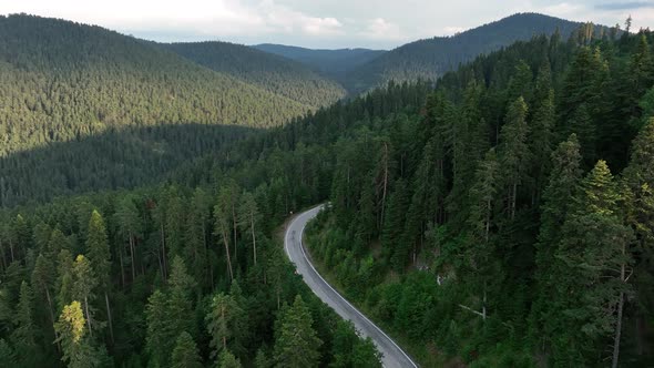 Road Into The Forest