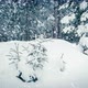 Beautiful Fluffy Snow Tree Branches - VideoHive Item for Sale