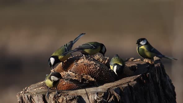 Flock of Tits on a Stump Collects Sunflower Seeds