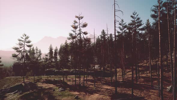 Nordic Pine Forest in Evening Light