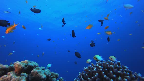 Underwater Colourful Reef