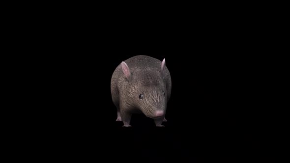 Brown Rat Eat Front View alt