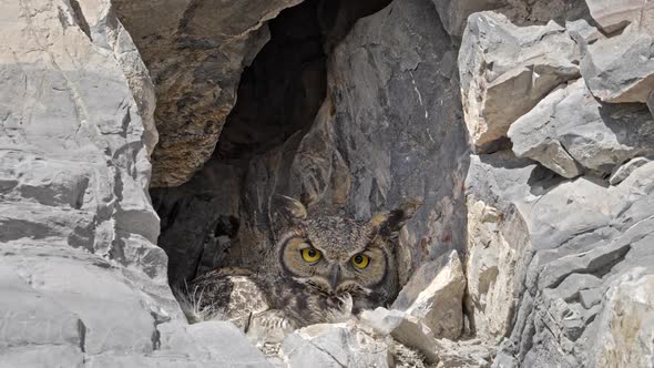 Nesting Great Horned Owl looking out from rocky cliff as the wind blows