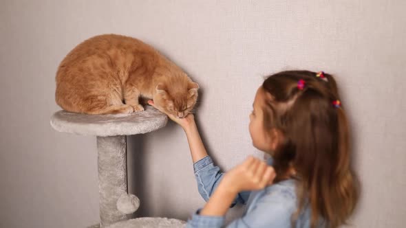 Happy, cute little girl play with her cat which bite her hand at home