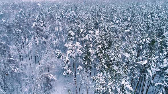 Snowy Branches in Forest