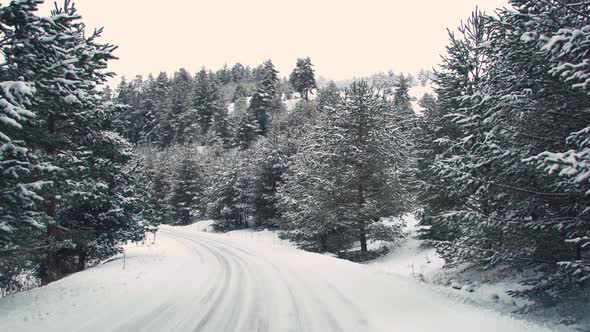 Snow covered forest road.