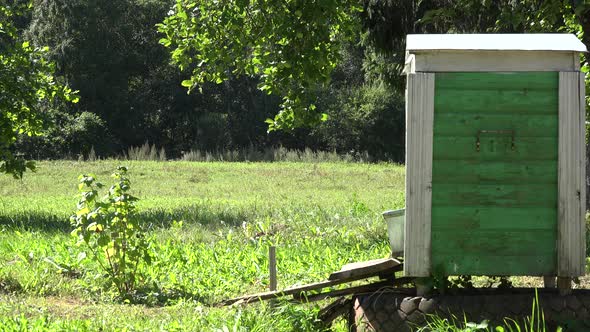 Beeyard Beehive and Field on Background