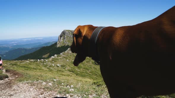 Close Shot of Hungarian Vizsla Dog Watching Group of Hikers Against Beautiful Green Hills Background