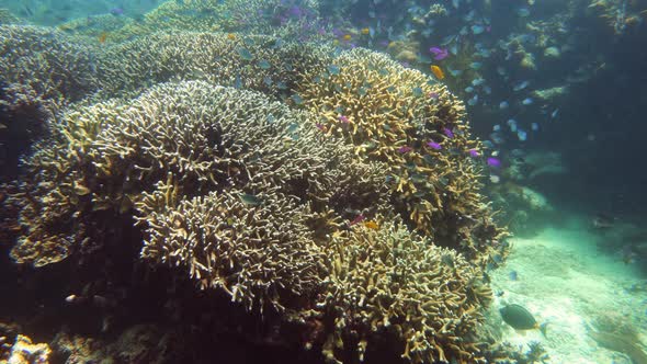 The Underwater World of a Coral Reef