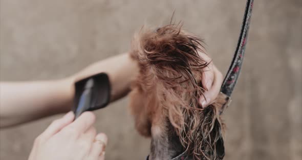 Drying and Styling Dog Hair.