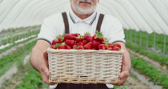 Red Ripe Strawberries in Wicker Basket in Hands Worker