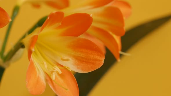 Amaryllidaceae Clivia miniata 4K 2160p 30fps UltraHD tilting footage - Close-up of monocot flowering