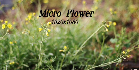 Micro Flower