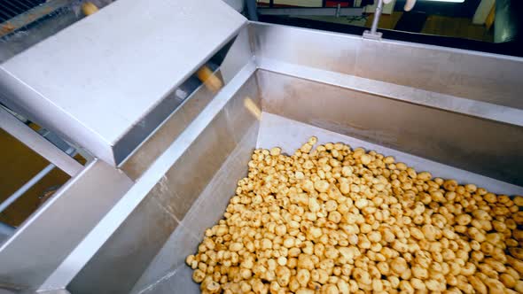 Yellow Potatoes Stored in a Metal Container at a Food Plant Falling From a Conveyor
