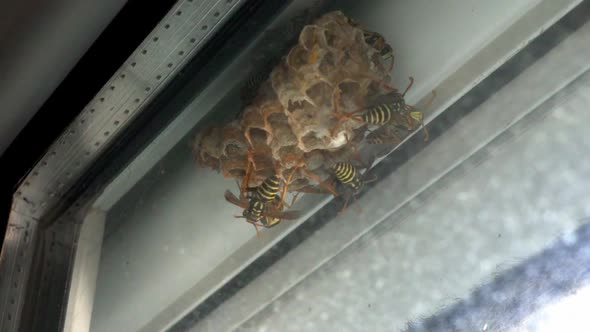 Close up footage of wasps, making hive on house's window 120fps