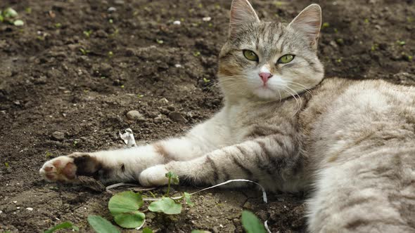 Close-up of a gray cat lying on the ground in the backyard. A beautiful gray cat