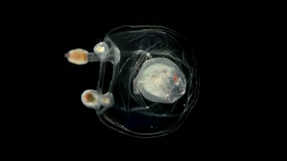 Small Jellyfish Under a Microscope, Class Hydrozoa, Type Cnidaria, Family: Corymorphidae, the Video