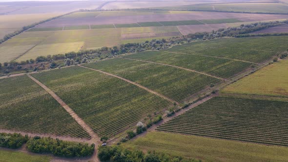 Vine Plantation Filmed From Top to Bottom with a Drone
