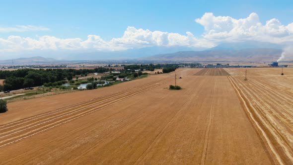 Aerial view of Combine Harvester Harvesting Barley In Agricultural Field