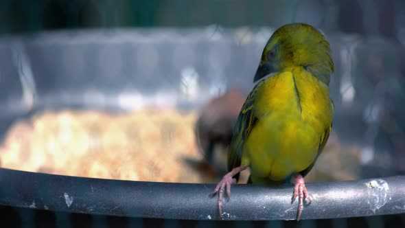 Beautiful Tropical Bird Sitting in a Feeding Tray on a Sunny Day