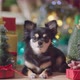 cute chihuahua dog happiness enjoy vacation holidays moment smile and joyful - VideoHive Item for Sale
