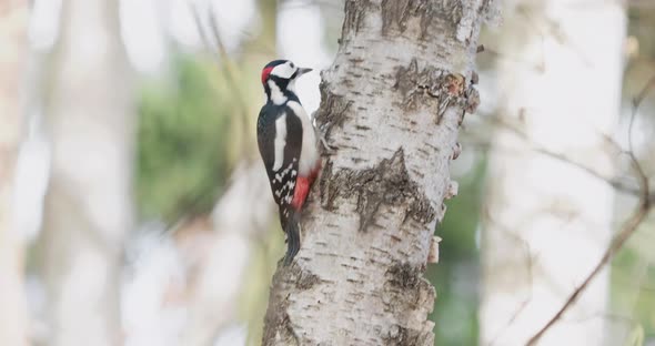 Great Spotted Woodpecker, Dendrocopos Major, Knocks on the Bark of Birch Tree, Extracting Edable