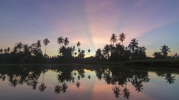 Sunrise ray over row of coconut trees.