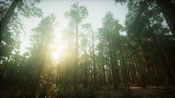 Redwood Forest Foggy Sunset Scenery