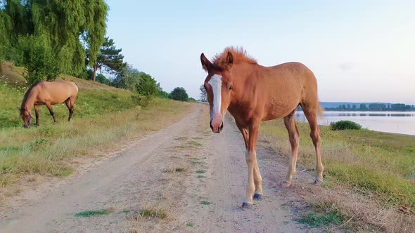 Foal looking curious and attentive to camera standing on a country road