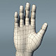Human Male Hand Base Mesh - 3DOcean Item for Sale