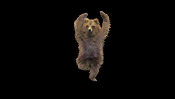 148 Bear Dancing HD