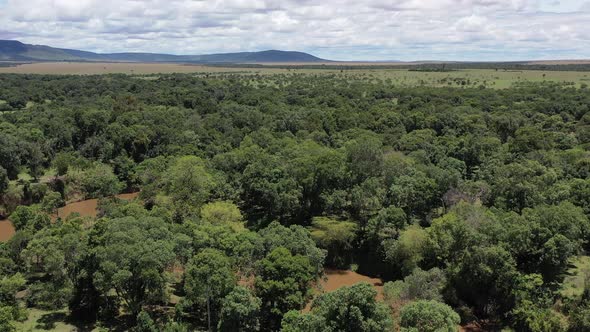 Forest in South Africa