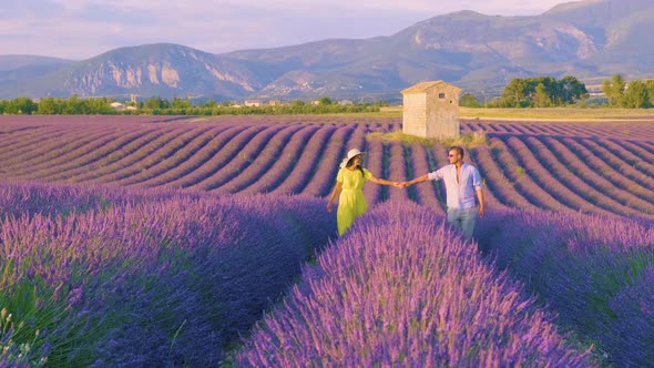 Provence Lavender Field at Sunset Valensole Plateau Provence France Blooming Lavender Fields